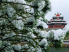 那年的一场大雪
