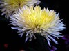 菊   2017