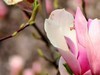 海棠、丁香、玉兰花