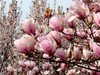 海棠、丁香、玉兰花