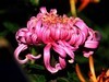 菊   2017