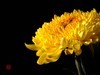菊   2017