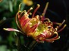 菊   2017