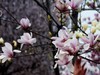 海棠、丁香、玉兰花