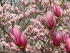 海棠、丁香、玉兰花