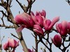 海棠、丁香、玉兰花