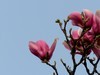 海棠、丁香、玉兰花