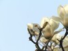 海棠、丁香、玉兰花