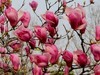 海棠、丁香、玉兰花