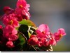 家养海棠花