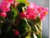 家养海棠花