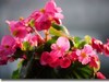 家养海棠花