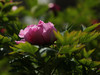 2016【牡丹】花。