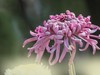 大观楼金秋菊展速写——菊花与“面包圈”