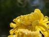 大观楼金秋菊展速写——菊花与“面包圈”