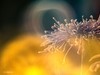 大观楼金秋菊展速写——菊花与“面包圈”