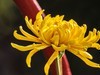 大观楼金秋菊展速写——菊花与“面包圈”