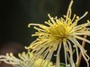 大观楼金秋菊展速写——菊花与“面包圈”