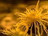 大观楼金秋菊展速写——菊花与“面包圈”