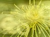 大观楼金秋菊展速写——菊花与“面包圈”