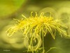 大观楼金秋菊展速写——菊花与“面包圈”