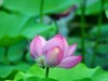 赏荷