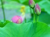 赏荷