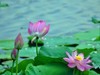 赏荷