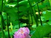 赏荷