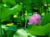 赏荷