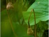 另类荷影抓拍
