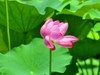 赏荷