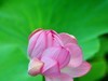 赏荷