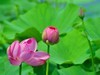 赏荷