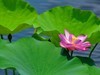 赏荷