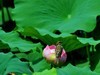 赏荷