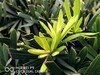入手P9，正式加入花粉行列！谈点感受，晒几张手机片