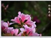 杜鹃花图