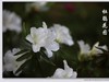 杜鹃花图