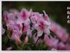杜鹃花图