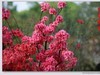 杜鹃花图