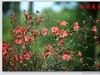 杜鹃花图