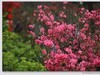 杜鹃花图