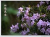 杜鹃花图