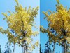 画质和功能都更好一点，Mate S功能性体验