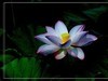 夏荷-2