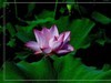 夏荷-2