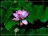 夏荷-2