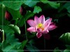 夏荷-2