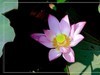 夏荷-2